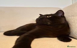 British Shorthair cats for sale: Female british shorthair cinnamon color - Image 6