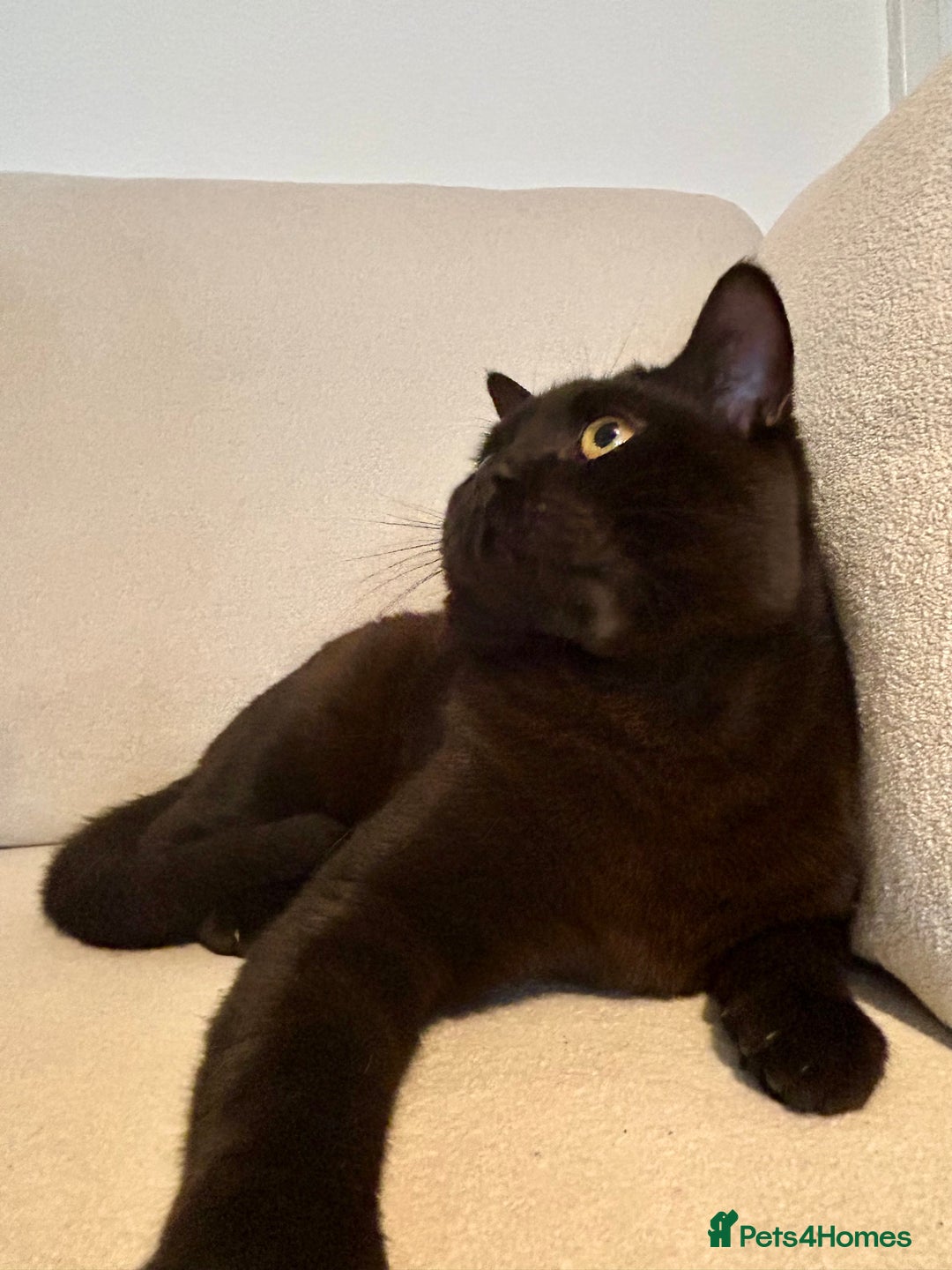 British Shorthair cats for sale: Female british shorthair cinnamon color - Image 6