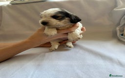 Cocker Spaniel dogs for sale: Cocker spaniel pups - Image 18
