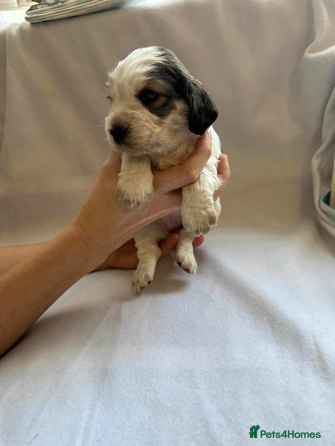 Cocker Spaniel dogs for sale: Cocker spaniel pups - Image 18