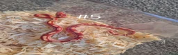 Corn Snake reptiles for sale: Juvenile Corn Snakes - Advert 5