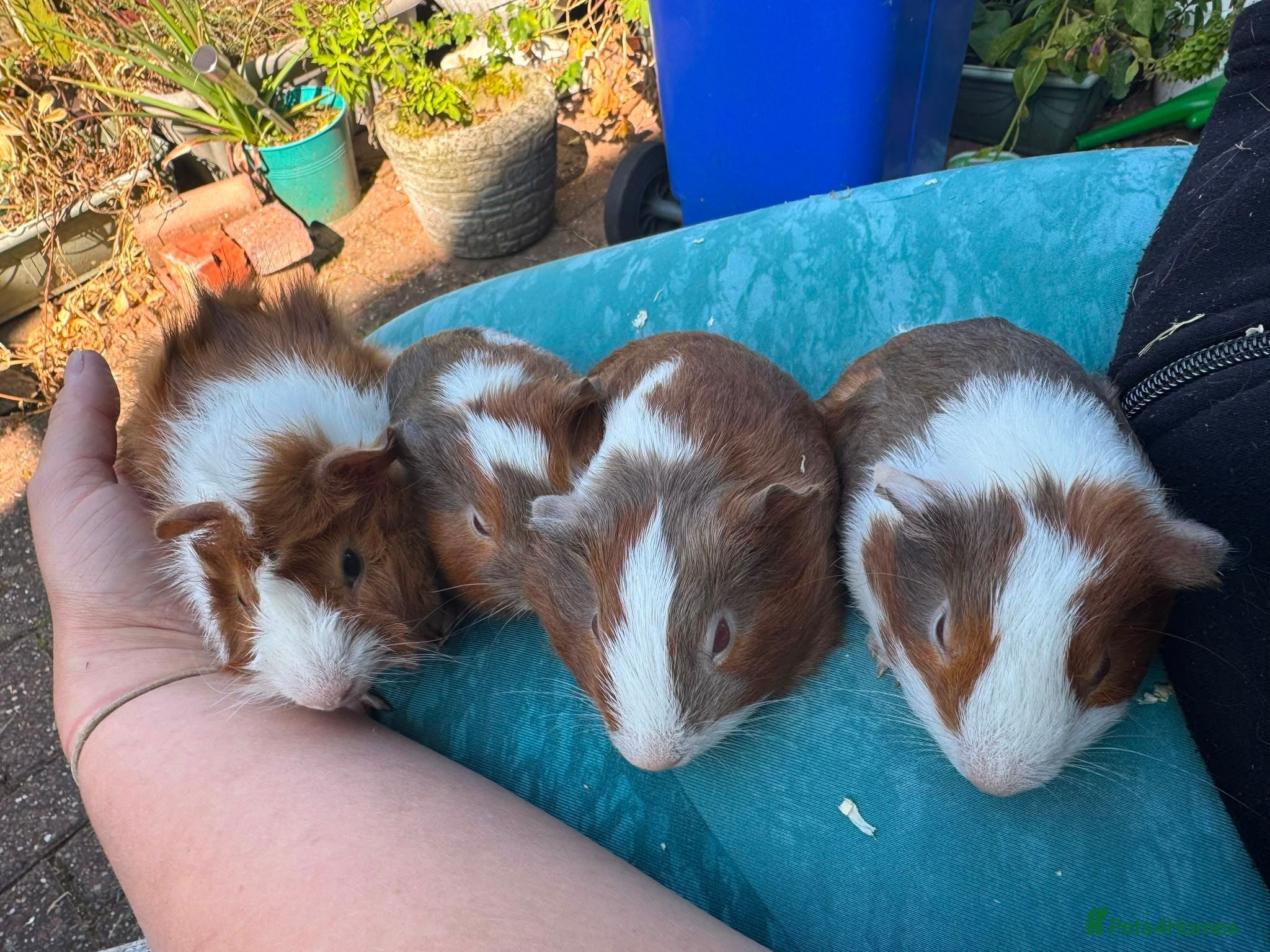 Guinea Pig rodents Gorgeous baby guinea pigs. Sheffield - Advert 1