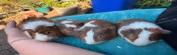 Guinea Pig rodents for sale: Gorgeous baby guinea pigs. Sheffield - Advert 1