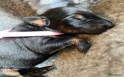 Dobermann dogs for sale: KC REGISTERED DOBERMAN PUPS - Image 36