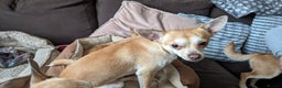 Chihuahua dogs for sale: 2 beautiful chihuahuas - Advert 15