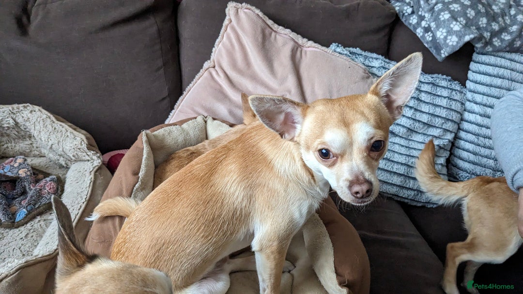 Chihuahua dogs for sale: 2 beautiful chihuahuas - Advert 15