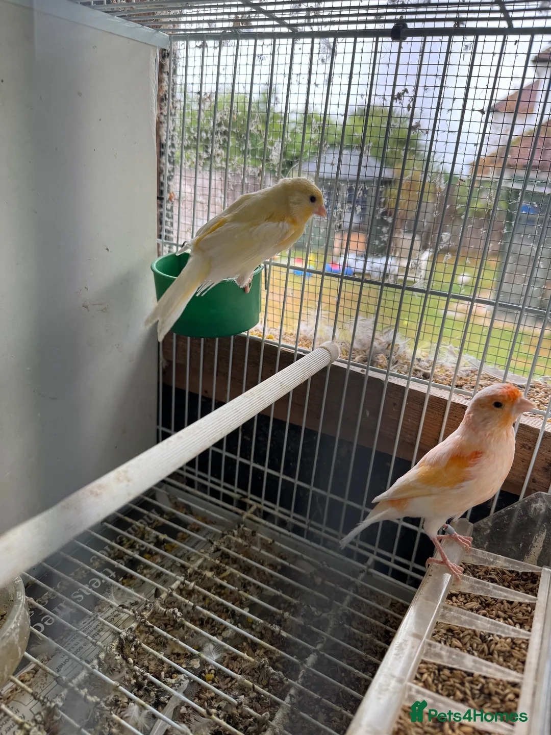 Mixed Breed birds for sale: Mix breed Canary Dove      - Advert 2