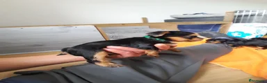 Yorkshire Terrier 6
