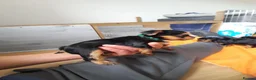 Yorkshire Terrier dogs for sale: Beautiful puppies - Advert 20