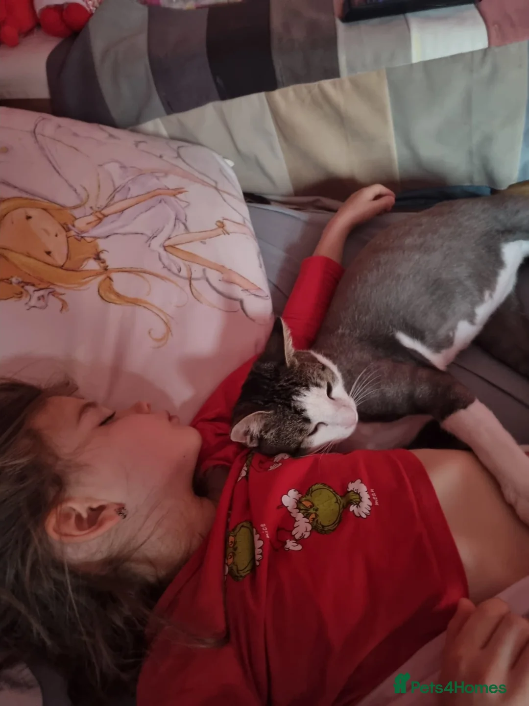 Mixed Breed cats for sale: TOMMY -a very friendly boy who needs a Loving Home - Advert 19