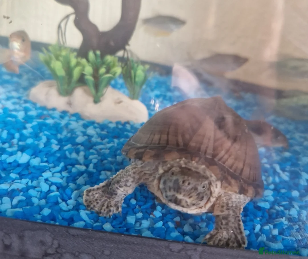 Turtle reptiles for sale: Razorbacked Musk Turtle  in Bradford - Advert 1