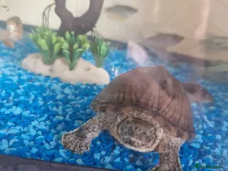 Turtle reptiles Razorbacked Musk Turtle in Bradford - Advert 1