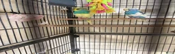 Budgerigars birds for sale: Budgies in Tipton - Advert 8