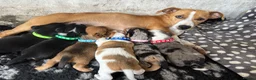 Mixed Breed dogs for sale: Jack Russel x Yorkshire terrier  in High Peak - Advert 29