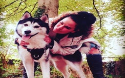 Shepsky dogs for sale: 7 beautiful Shepsky puppy’s available 🫶🏼 - Image 9