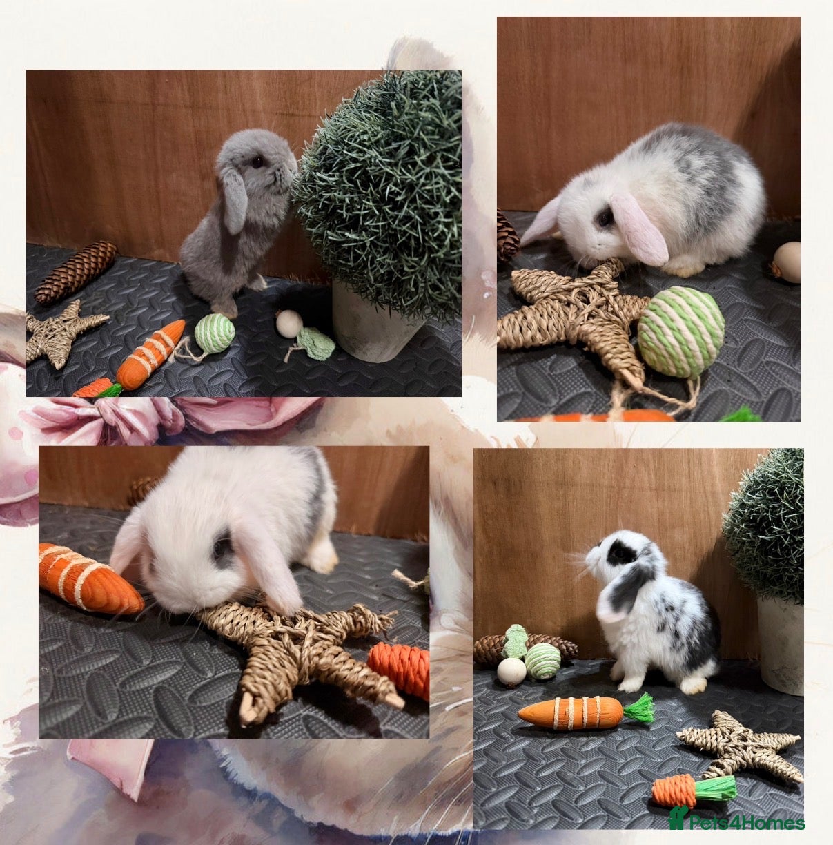 Mini Lop rabbits Minilop babies (2 girls & 2 boys)  - Advert 7