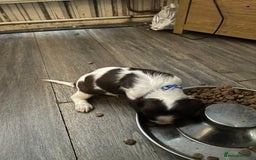 English Springer Spaniel dogs for sale: Springer spaniel pups READY NEXT WEEK - Advert 19