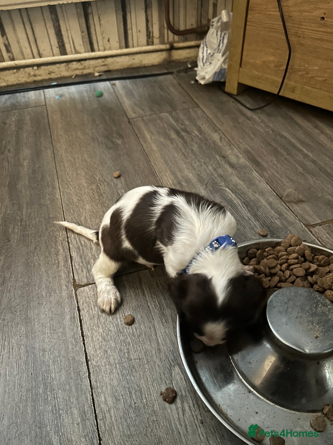 English Springer Spaniel dogs for sale: Springer spaniel pups READY NEXT WEEK - Advert 19