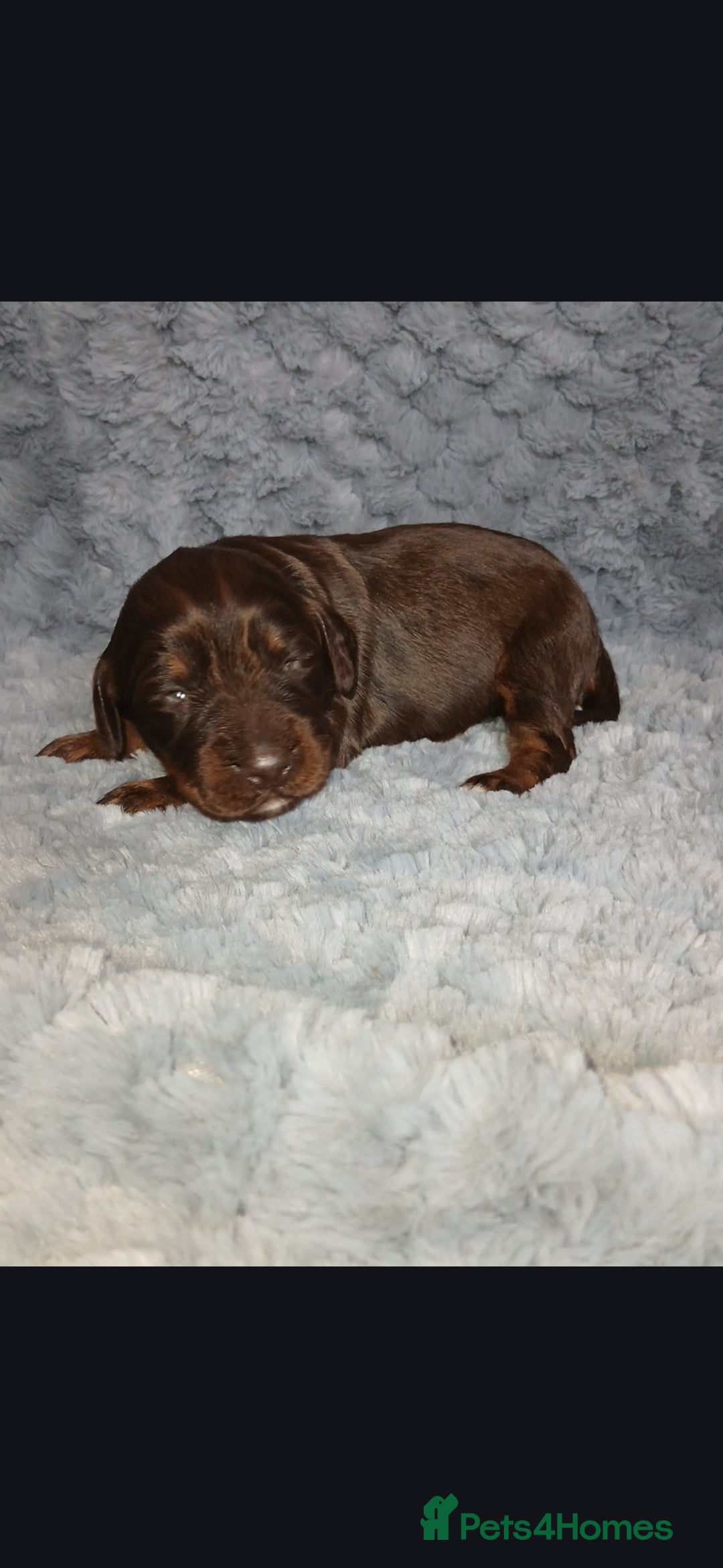 Cocker Spaniel dogs 7 beautiful cocker spaniel puppies for sale - Advert 1