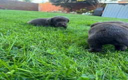 Labrador Retriever dogs for sale: Beautiful kc working type chocolate lab pups  - Image 2