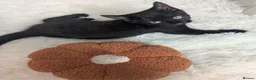Mixed Breed cats for sale: 8 months old black kitten  in Blackwood - Advert 6
