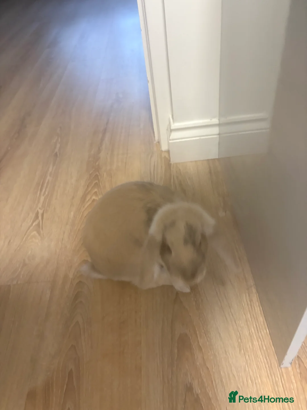 Mini Lop rabbits for sale: Bunny Rabbit in Clydebank - Advert 3