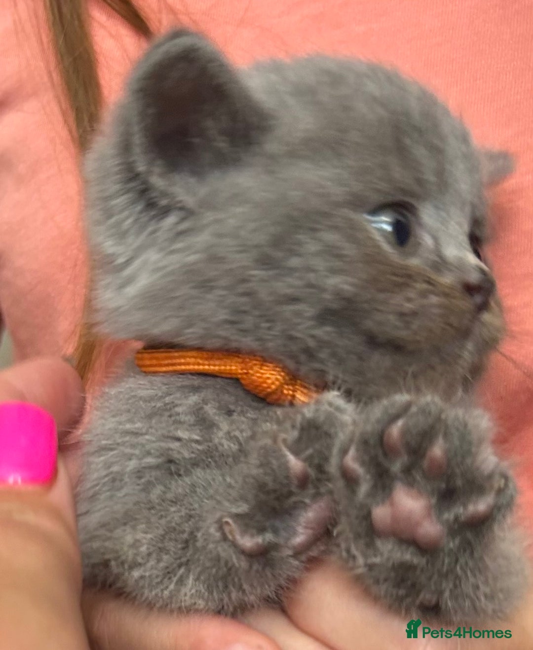 British Shorthair cats for sale: Pedigree GCCF BSH kittens ready in 2 weeks time !! - Image 5