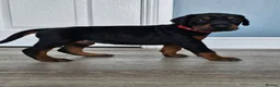 Dobermann dogs for sale: Gorgeous Full Pedigree Doberman puppies for sale  in Hull - Advert 21