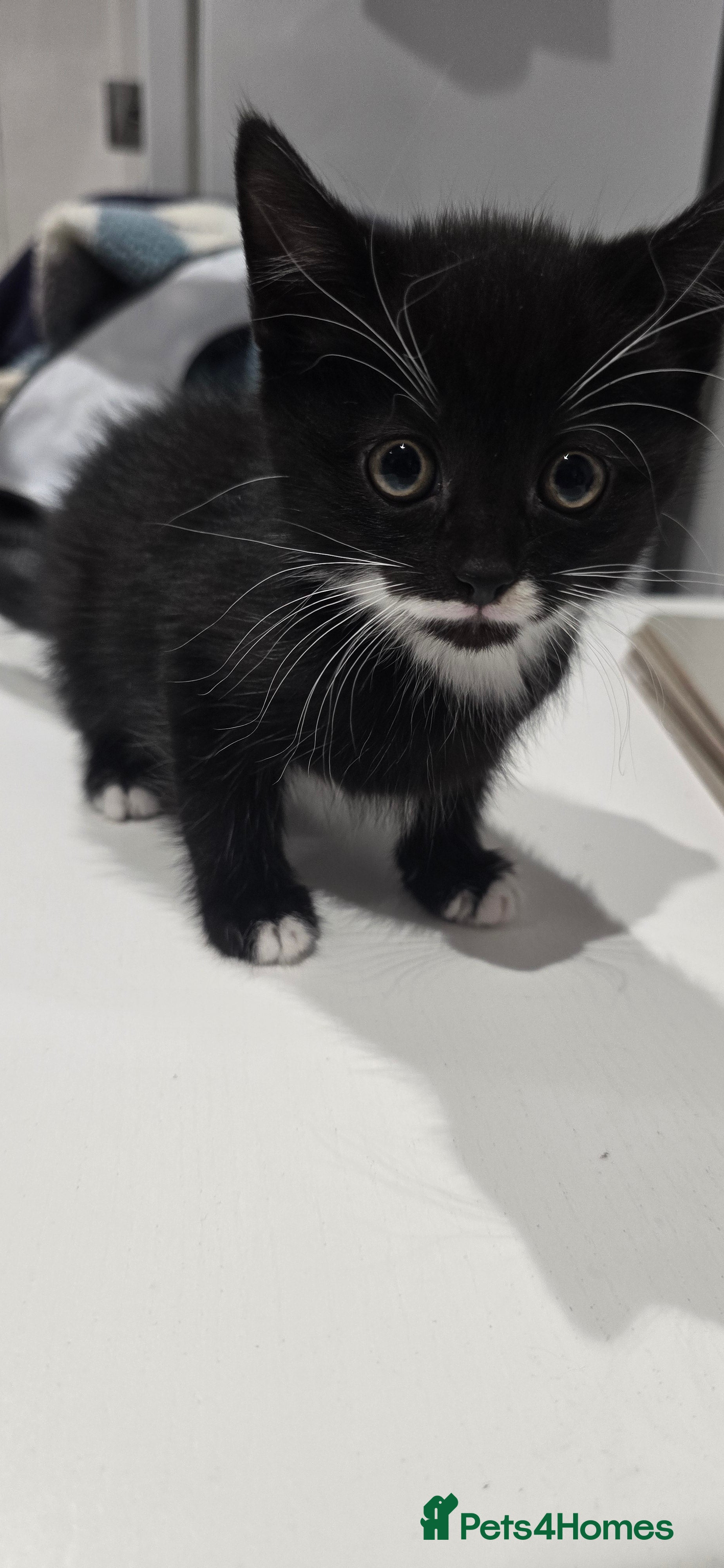 Mixed Breed cats 2 x black and white kittens ready to go  - Advert 4