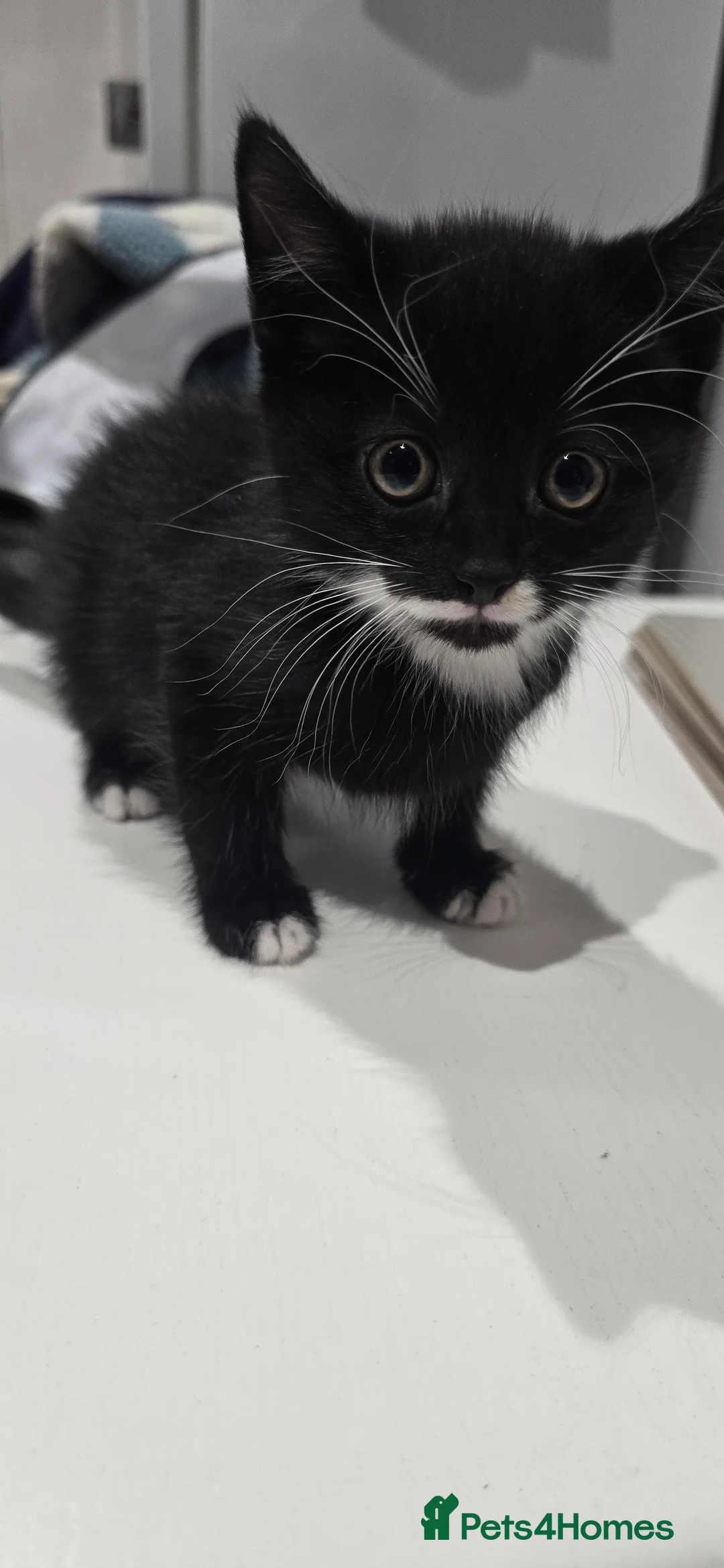 Mixed Breed cats for sale: 2 x black and white kittens ready to go  - Advert 1