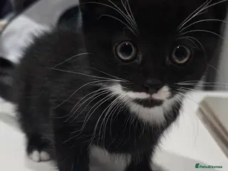 Mixed Breed cats 2 x black and white kittens ready to go - Advert 4