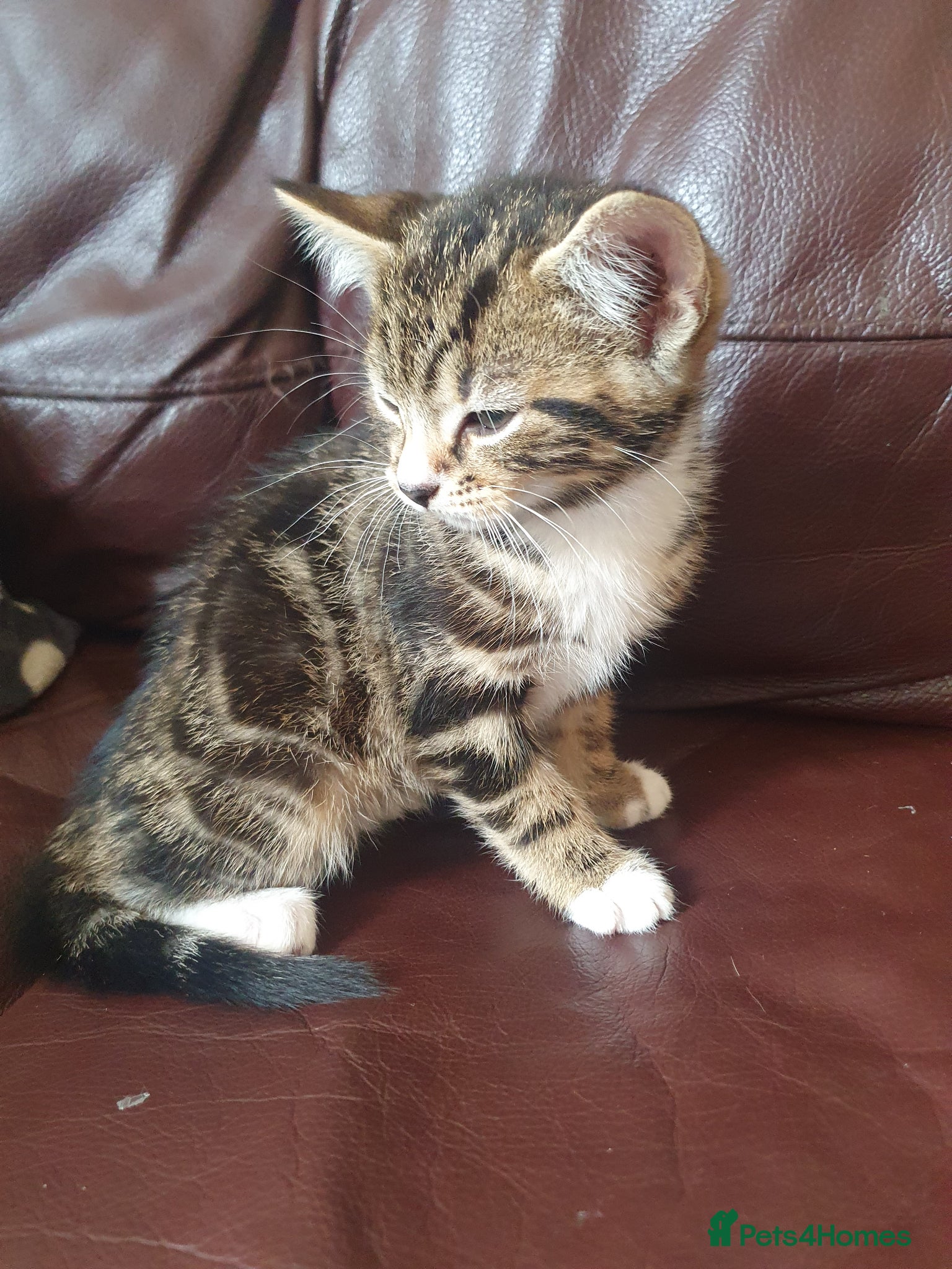Mixed Breed cats for sale: Beautiful Mix Breed - Advert 10