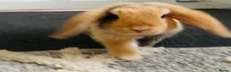 Mini Lop rabbits for sale: Beautiful Mini Lop, Bonded Sisters in Newcastle upon Tyne - Advert 15