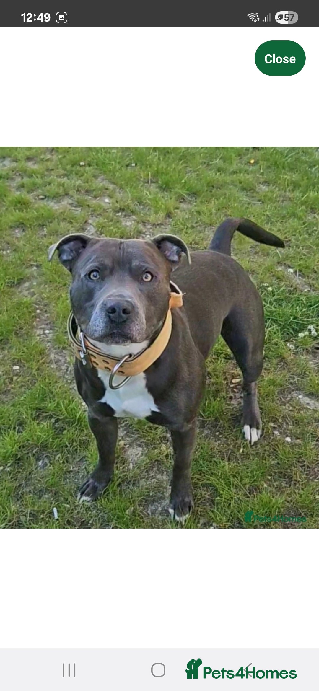 Staffordshire Bull Terrier dogs for sale: 1 female blue available ready to leave 28th August - Image 17