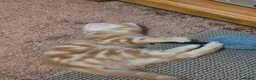 Mixed Breed cats for sale: Ginger boy and girl  - Advert 7