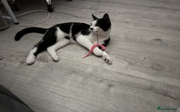 Mixed Breed cats for sale: Playful Loving Kittens for Their New Forever Home - Image 7