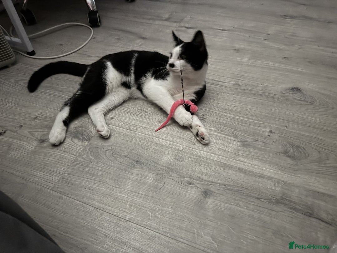 Mixed Breed cats for sale: Playful Loving Kittens for Their New Forever Home - Image 7