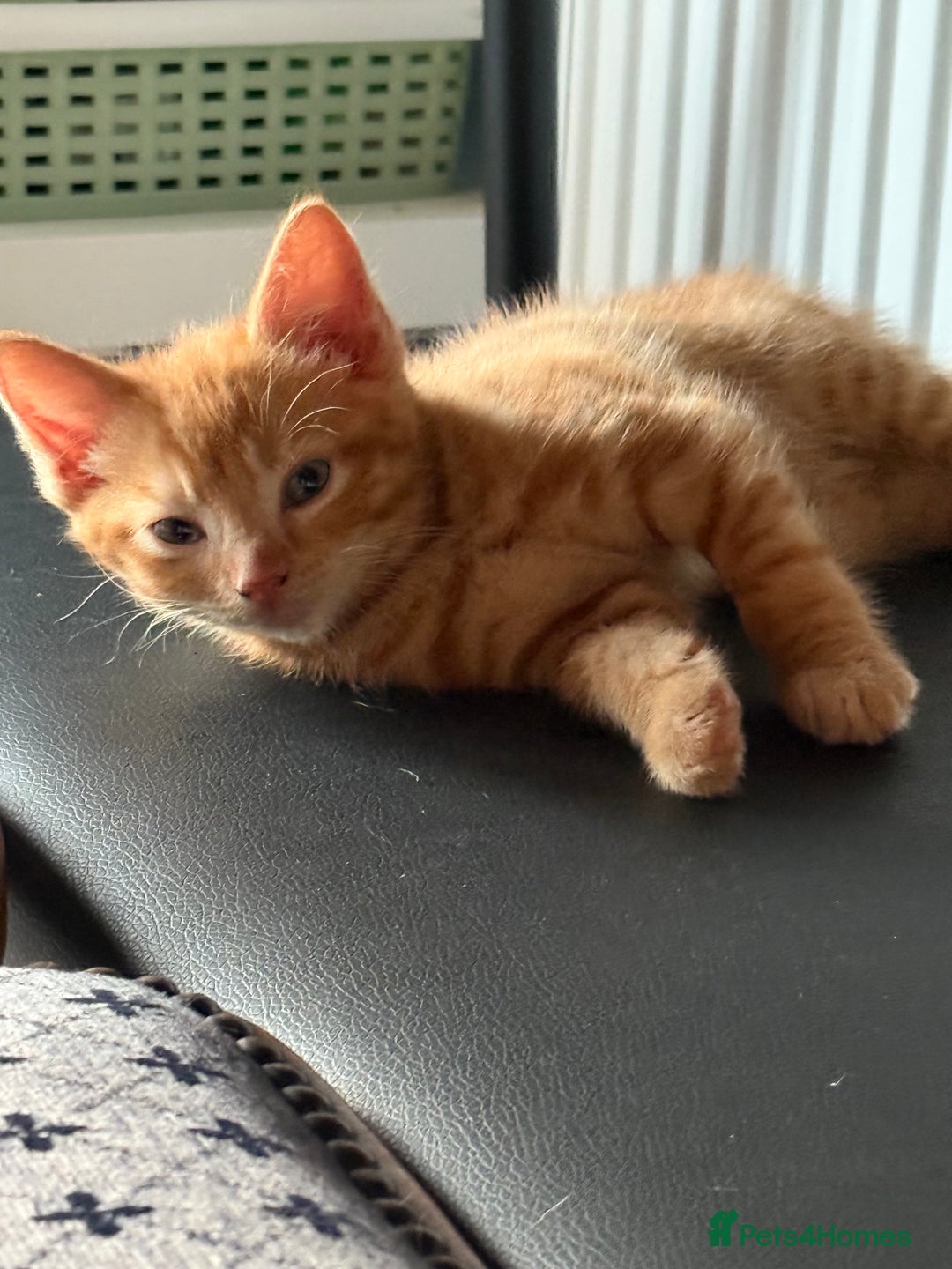 Maine Coon cats for sale: Beautiful mixed breed kittens  - Image 24