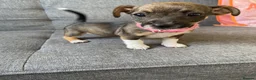 Jack Russell dogs for sale: Jack Russell pups - Advert 2