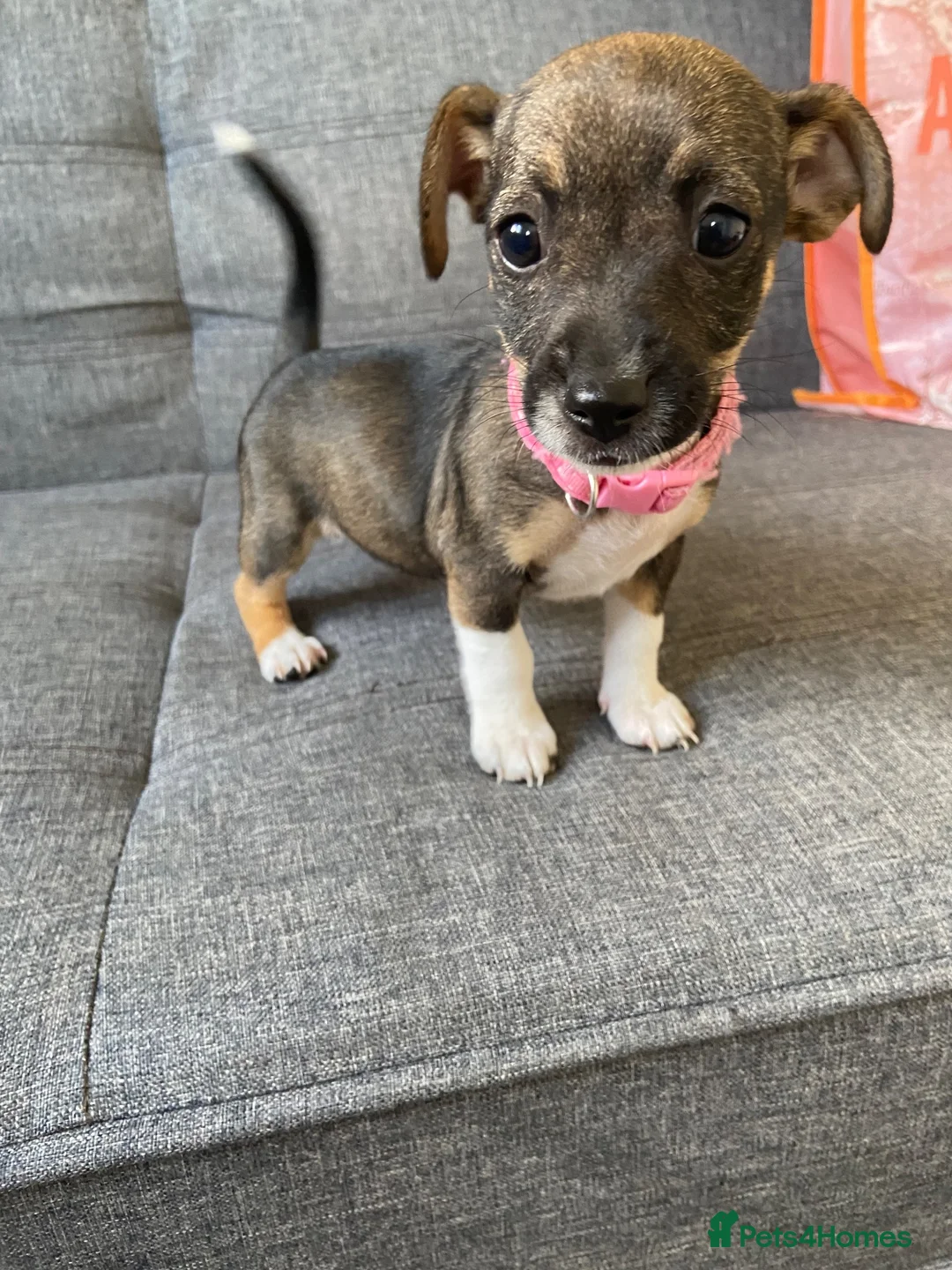 Jack Russell dogs for sale: Jack Russell pups - Advert 2