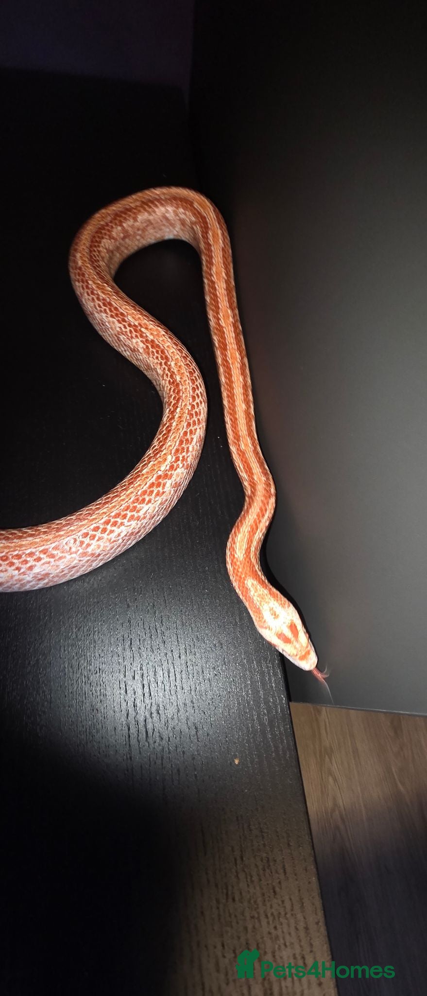 Corn Snake reptiles Female fire tessera corn snake - Advert 1