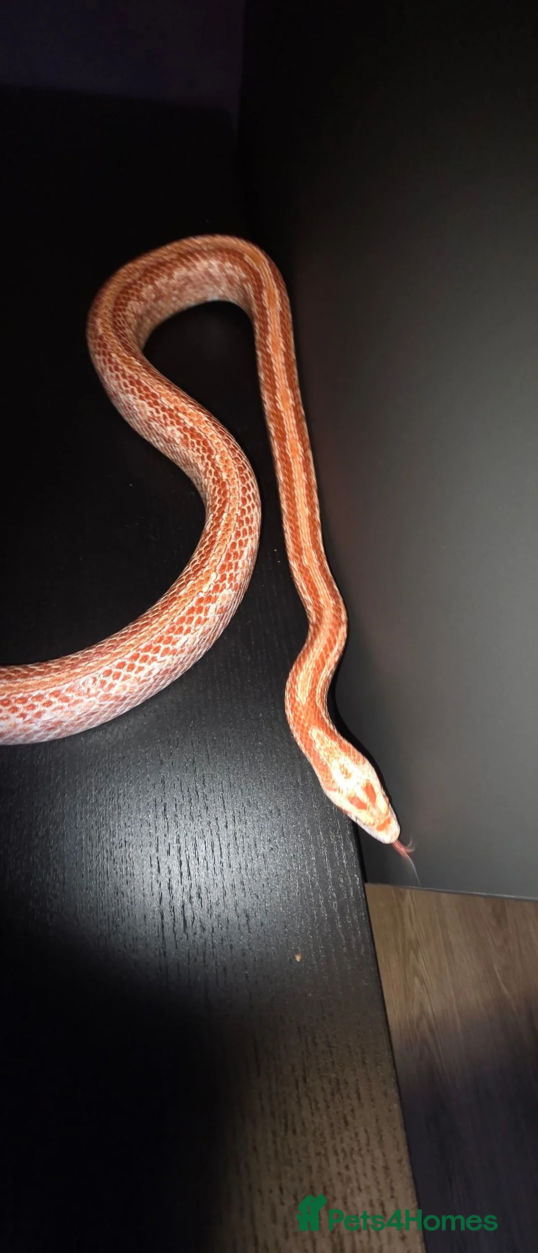 Corn Snake reptiles for sale: Female fire tessera corn snake - Advert 1