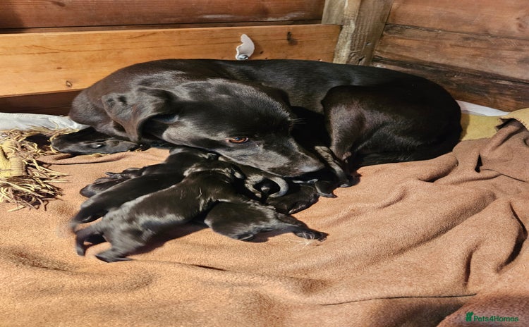Labrador Retriever dogs - Advert 1