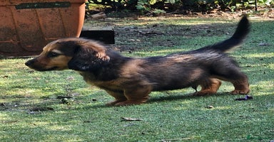 Dachshund dogs - Advert 1