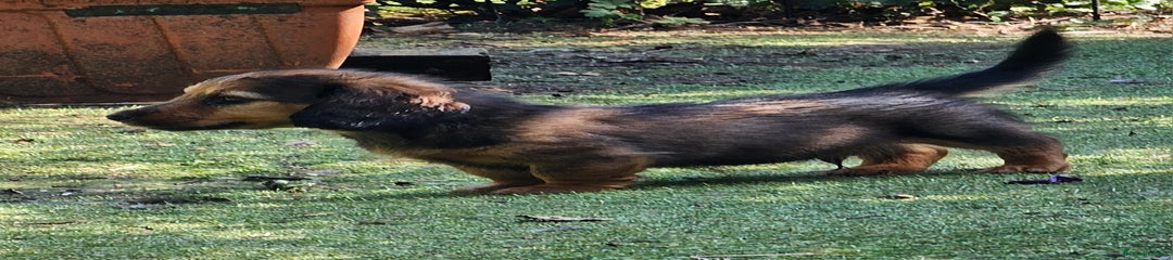 Dachshund Puppy 1