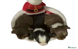 Chihuahua dogs for sale: Chihuahua puppies READY DECEMBER - Advert 2