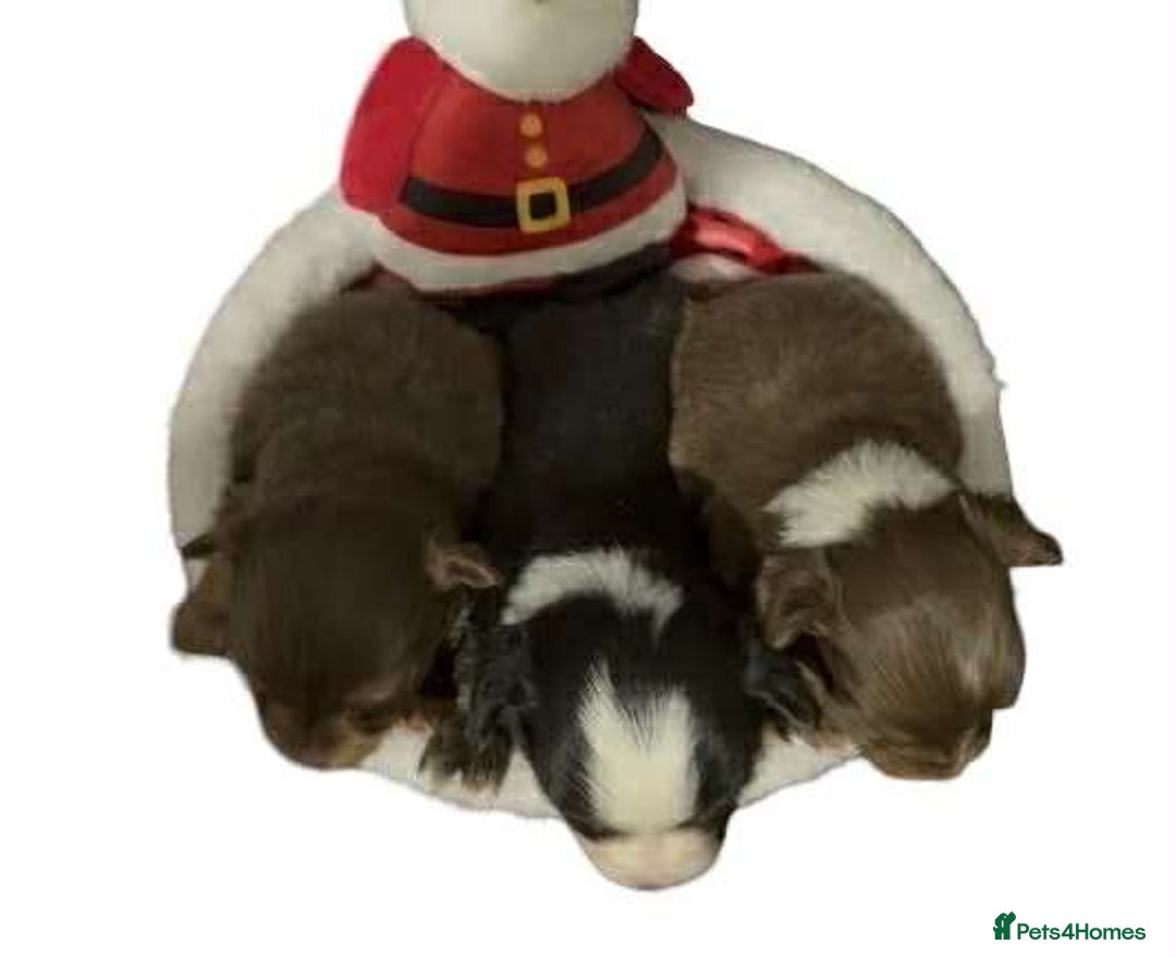 Chihuahua dogs for sale: Chihuahua puppies READY DECEMBER - Advert 2