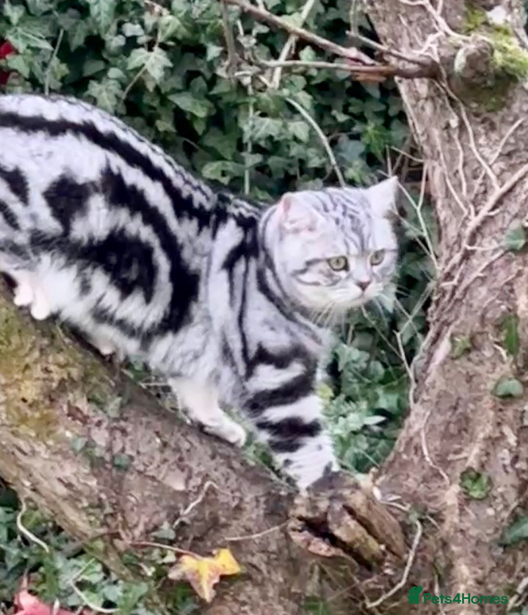 British Shorthair cats for sale: Silver Tabby BSH GCCF registered Kittens - Image 24