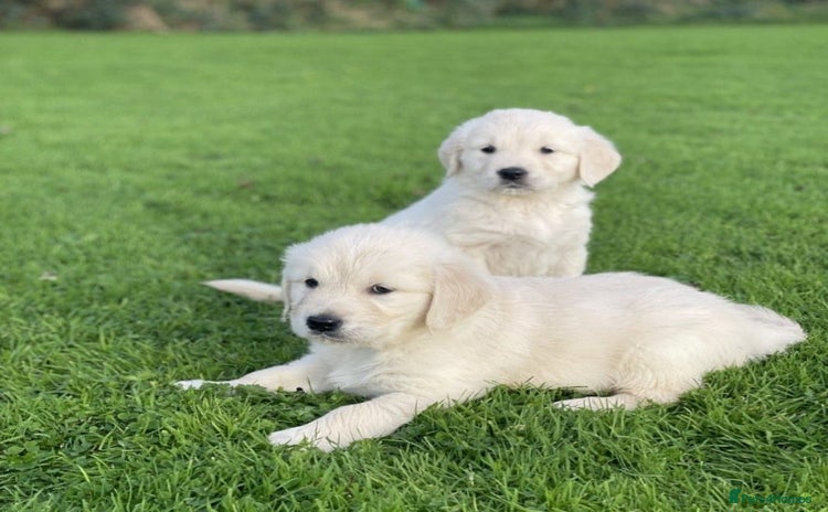 Golden Retriever dogs - Advert 6