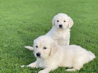 Golden Retriever dogs - Advert 3